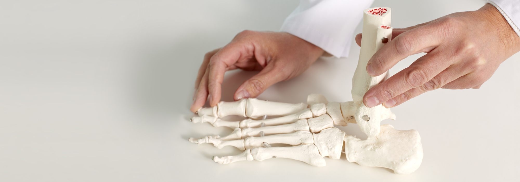 Hände halten ein künstliches Skelett eines Fußes